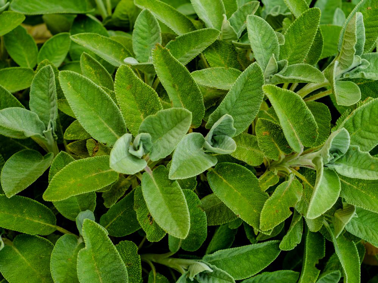 Sage