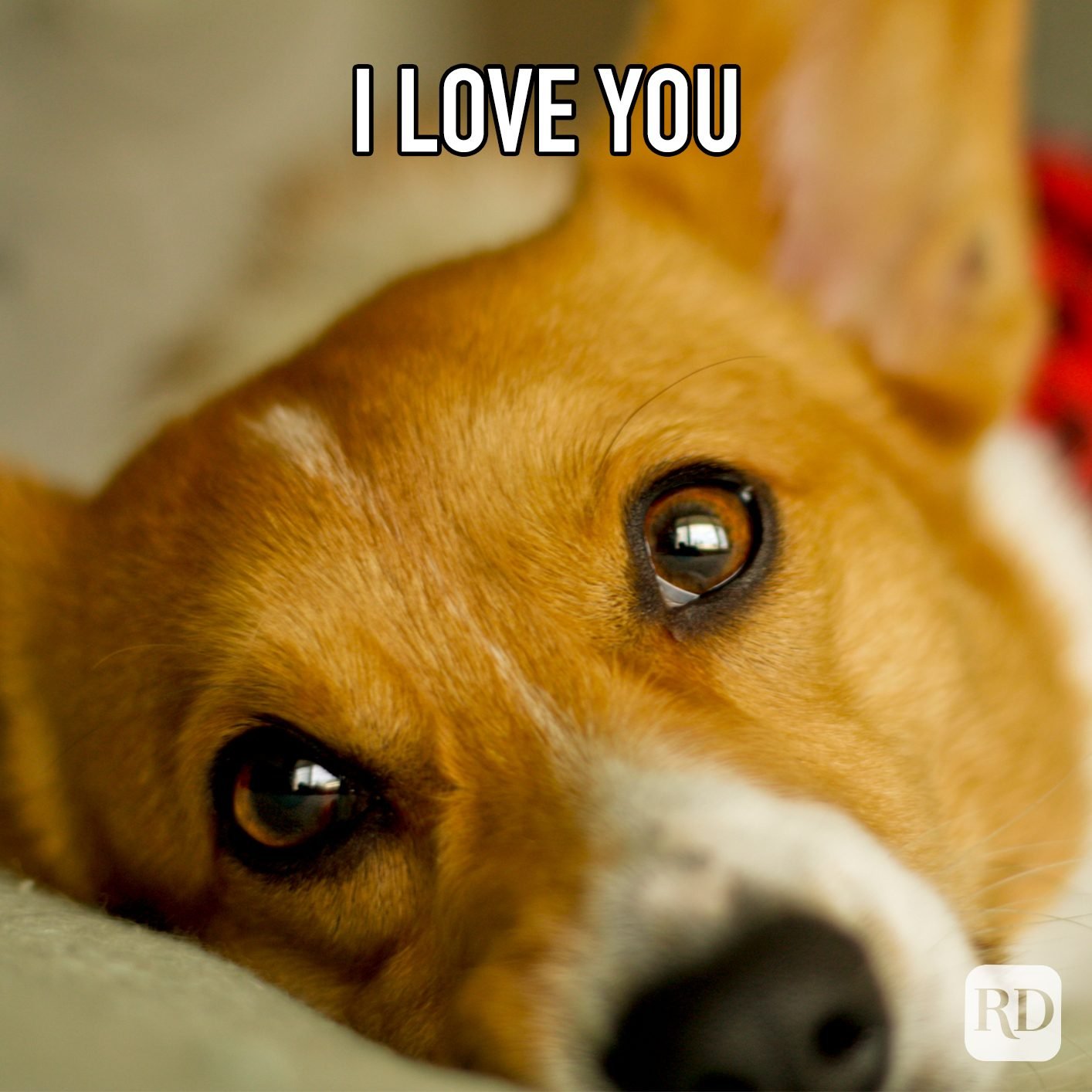 Unconditional love