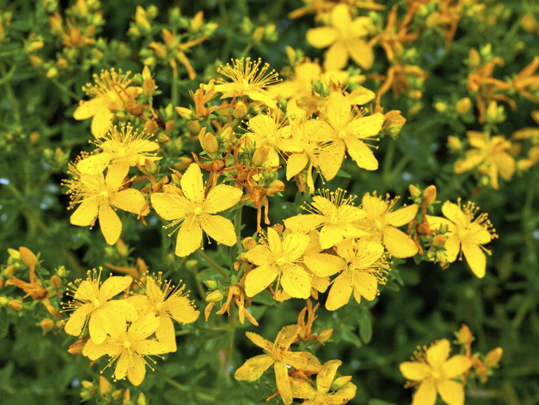St. John’s wort