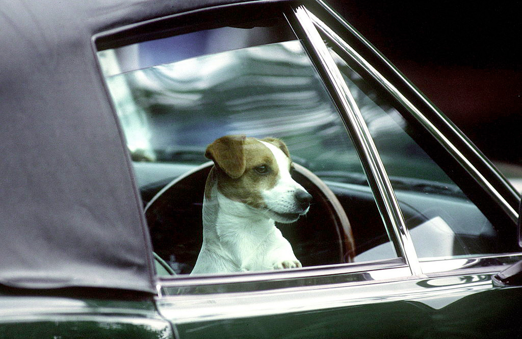 What kind of dogs does King Charles III have?
