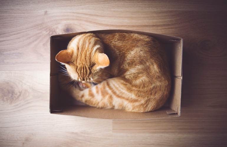 Boxes keep cats warm