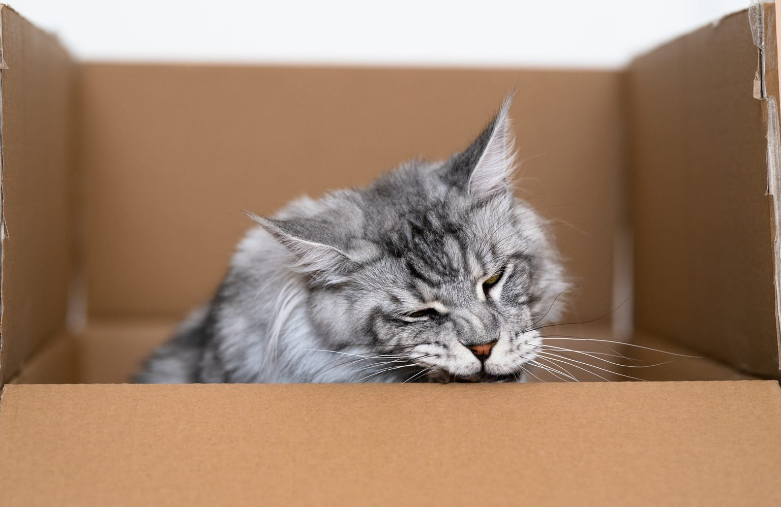 Why do cats chew on cardboard?