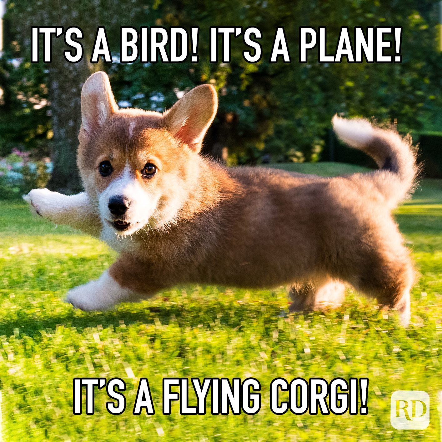 Super-corgi!