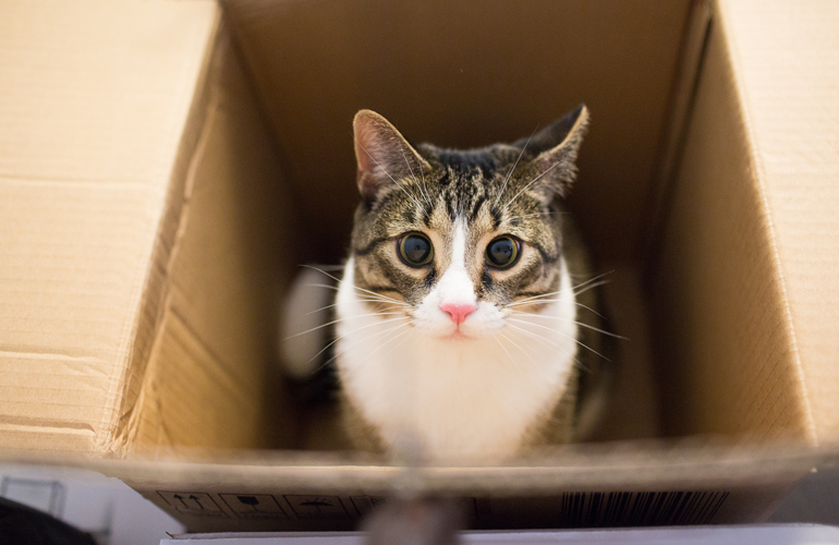 Are boxes safe for cats?