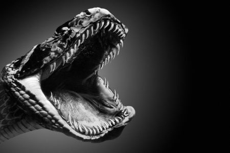 Snake attack!