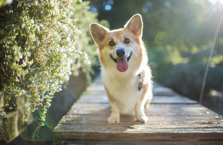 Most trainable dogs