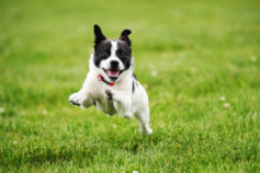 random bursts of energy that cause your pup to spin in circles, make a flying leap over the couch, or jet off as soon as you unhook their leash at the park.