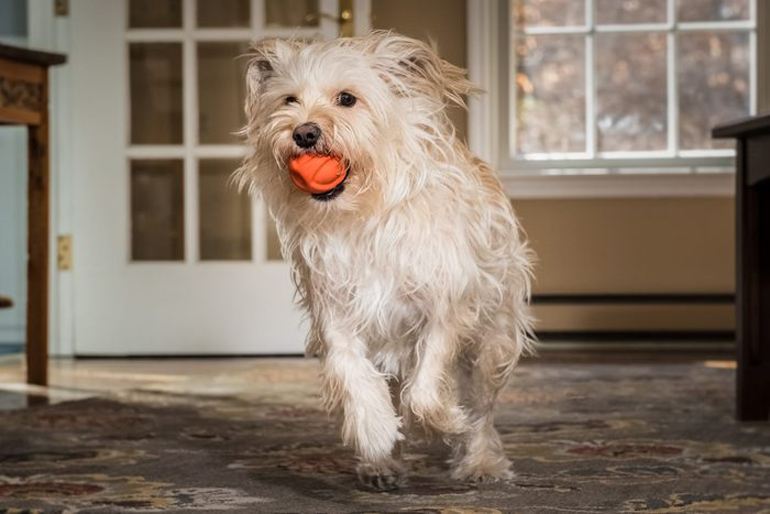 How should owners respond to dog zoomies?