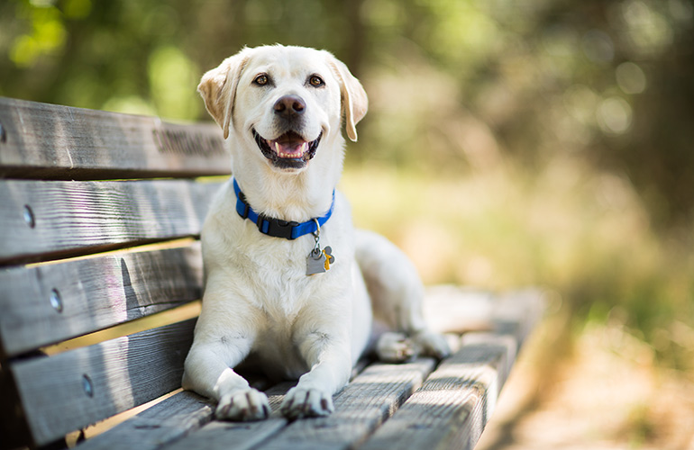 Labrador 