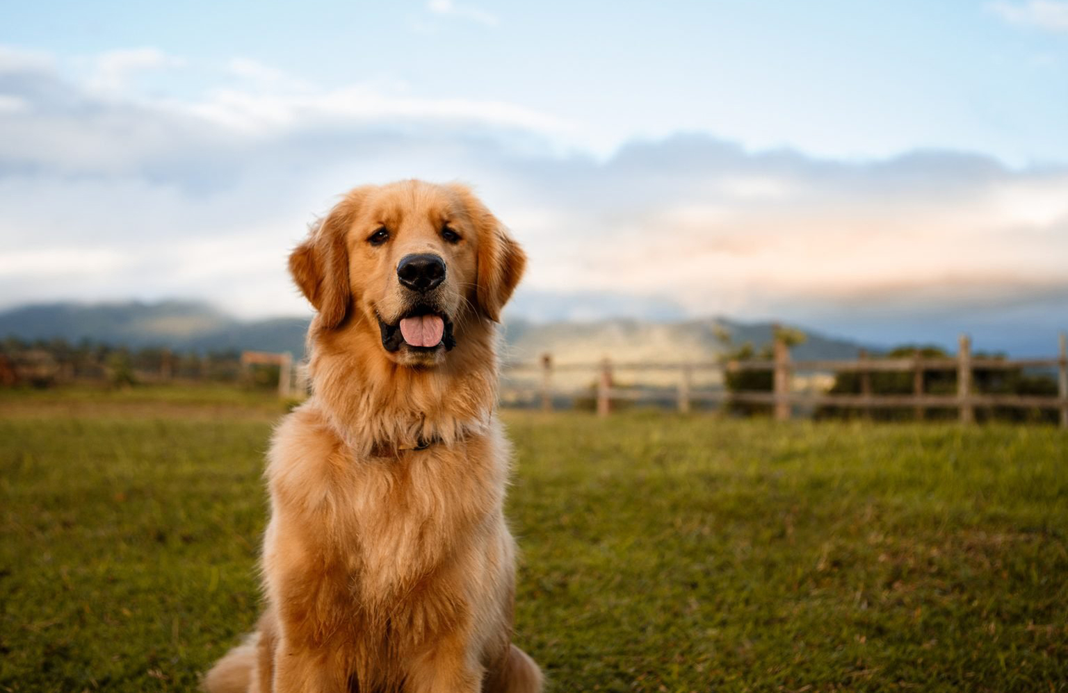 Golden retriever