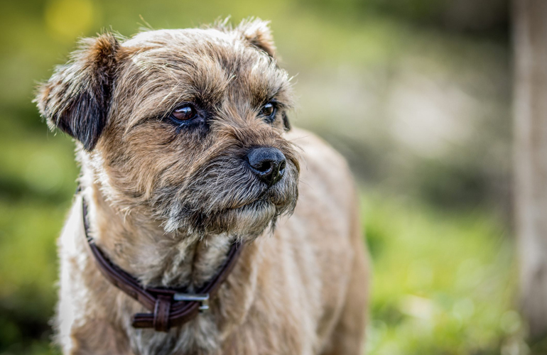 Border terrier