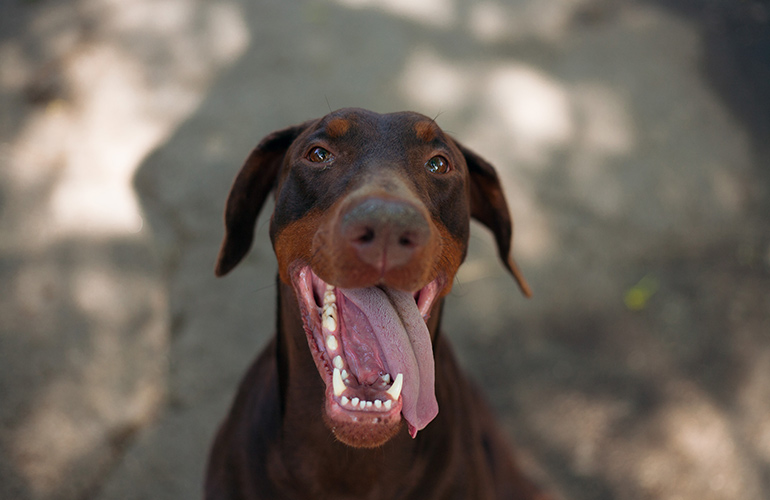 Doberman pinscher