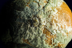 5 silent signs you’re being exposed to mould