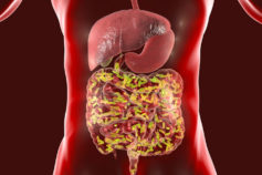 gut microbes