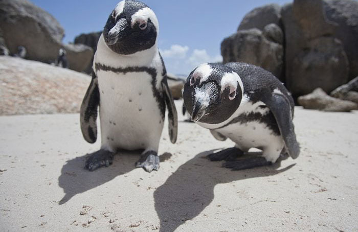 Nearly all penguins live in the southern hemisphere