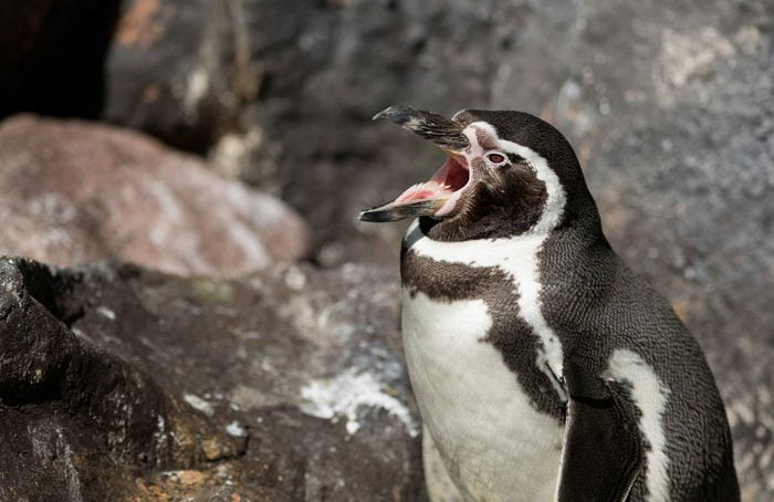 They sneeze