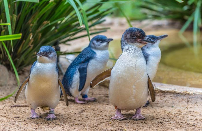 The littlest penguin may be the cutest