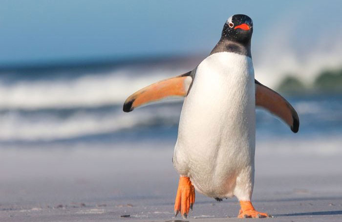 They can’t help but waddle