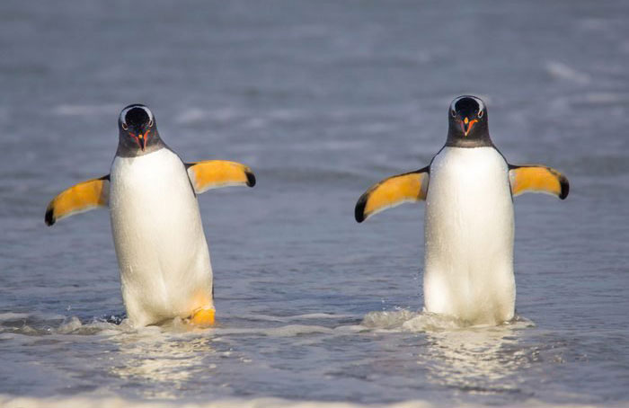 They spend most of their time in the water