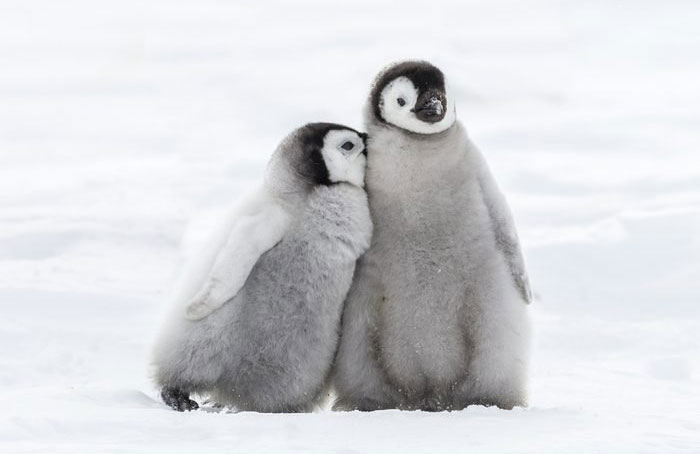 Speaking of penguin babies…