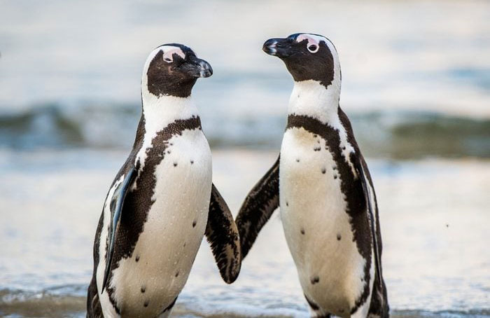 Penguins are romantic
