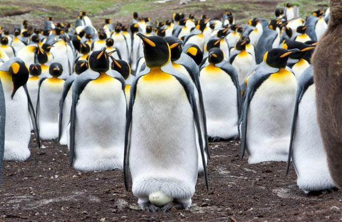 Daddy penguins keep their eggs warm