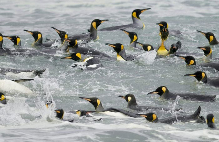 Their feathers keep them camouflaged