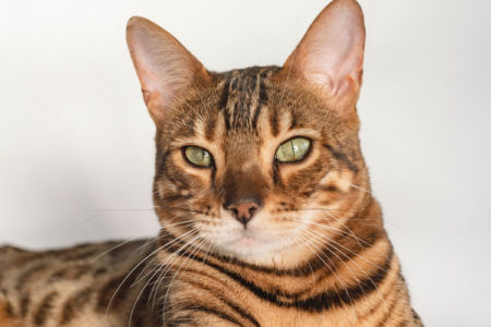 A pretty good teacher, for a cat
