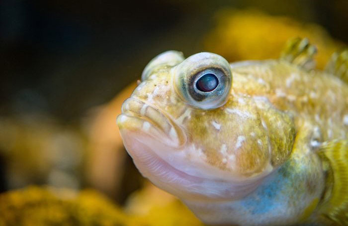Antarctic-dwelling fish have a protein that keeps them from freezing