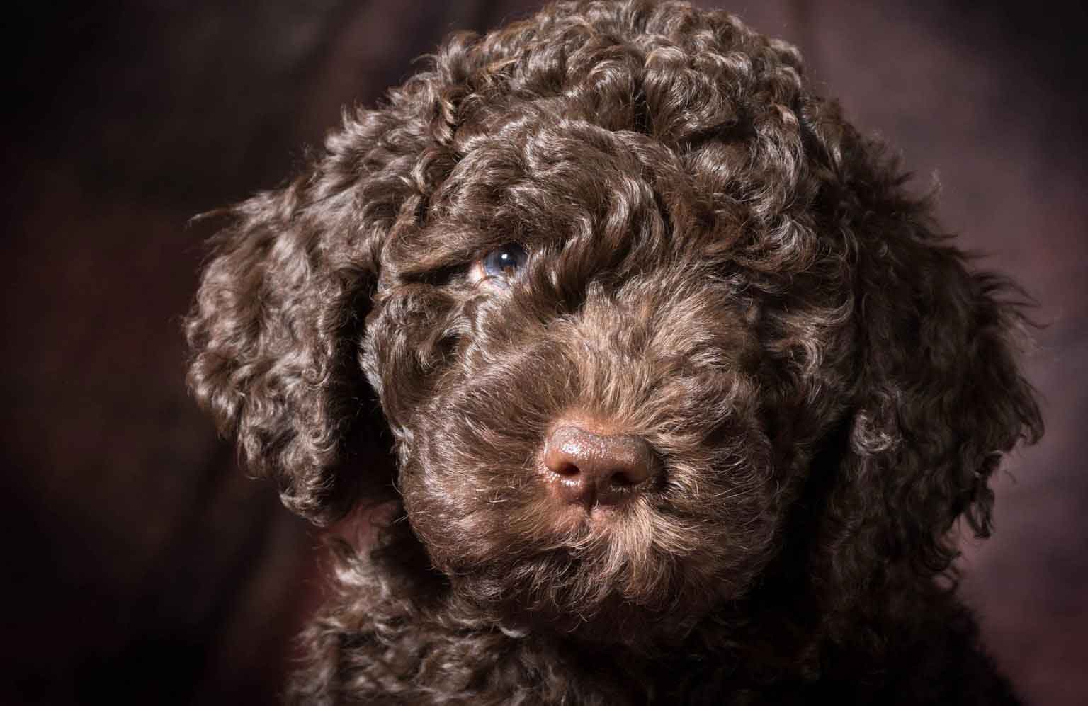 Barbet