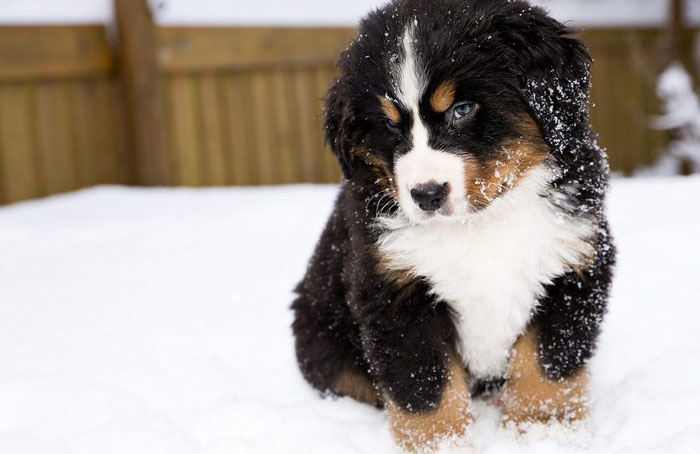 Bernese Mountain Dog