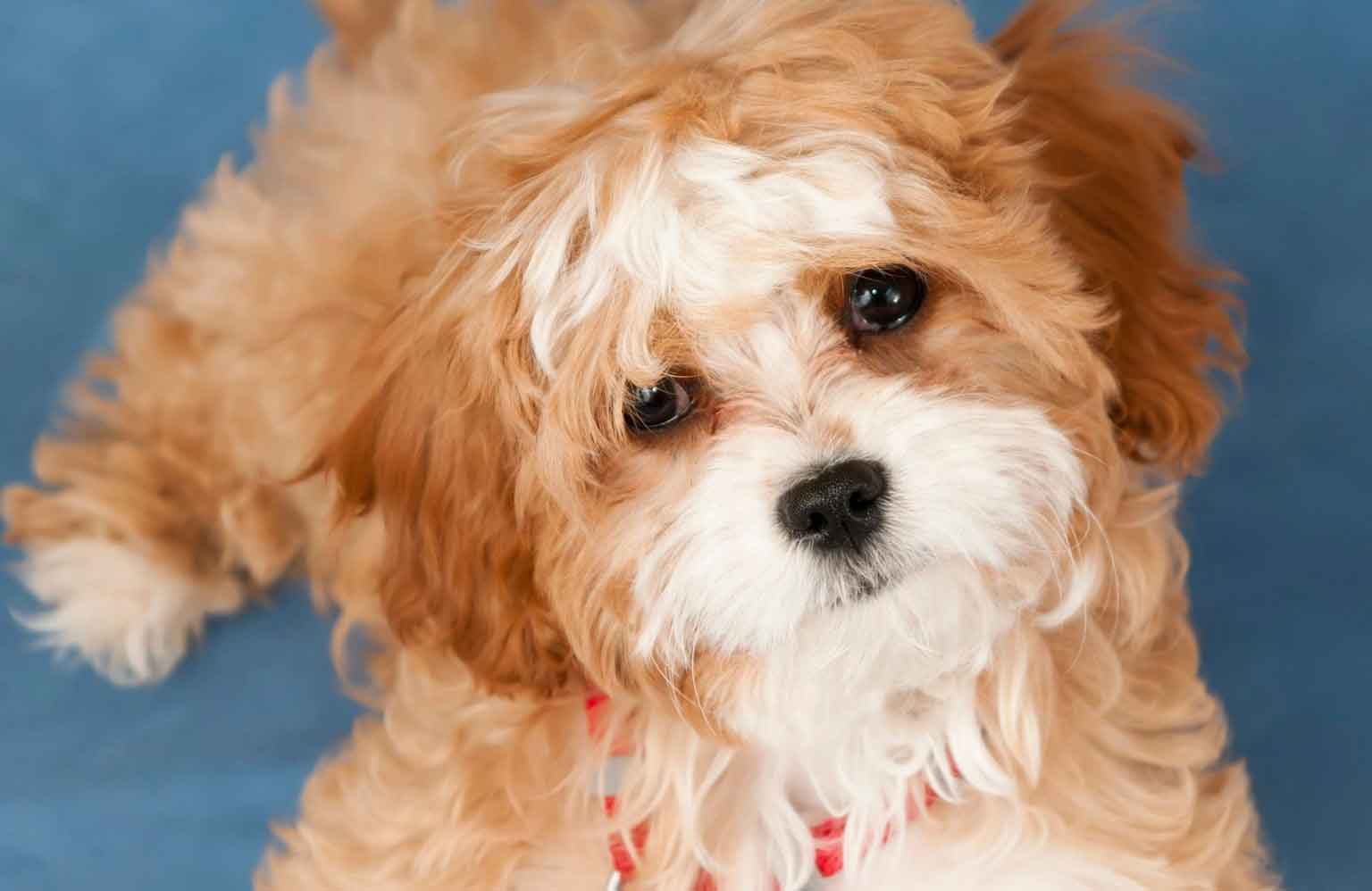 Cavoodle