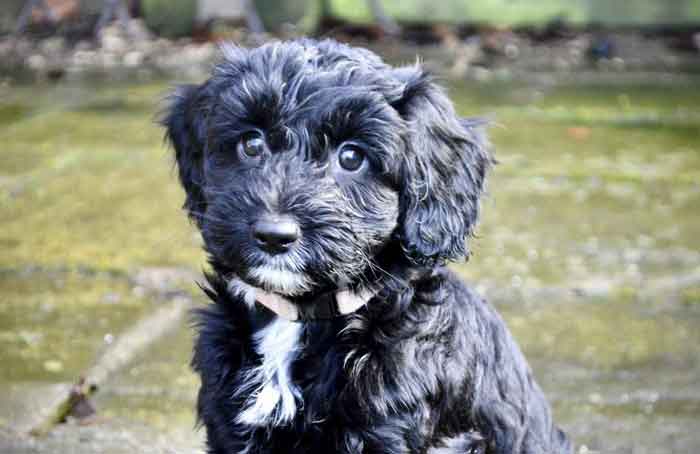 Spoodle