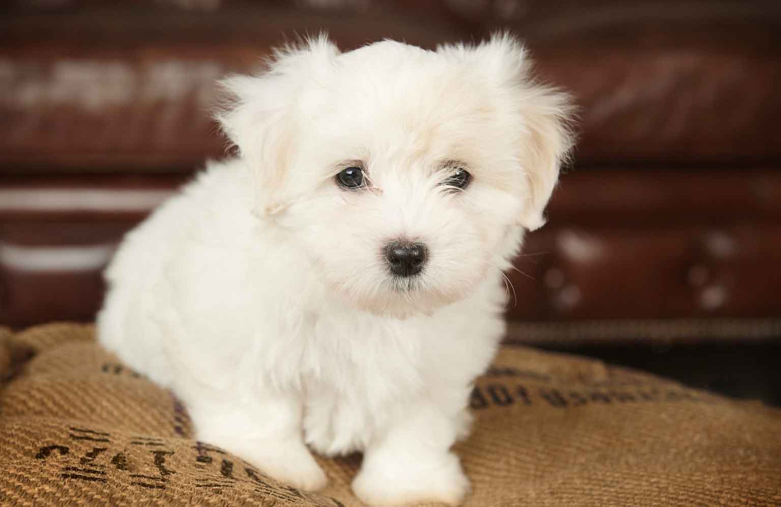 Coton de Tulear