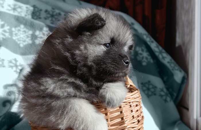 Keeshond