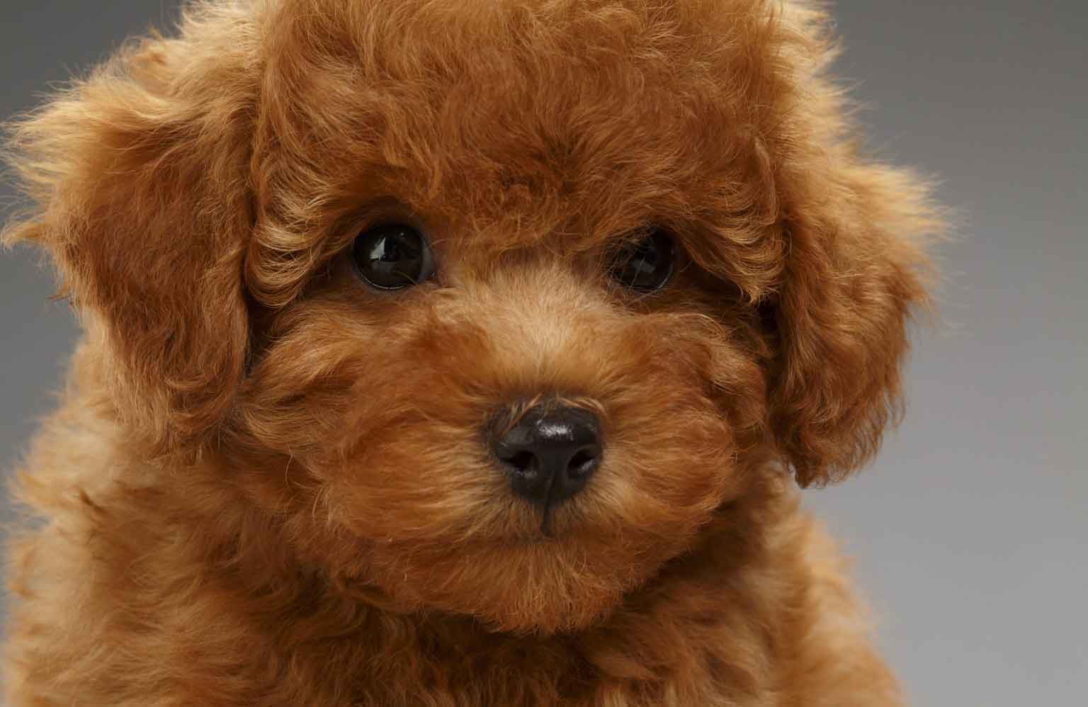 Miniature Poodle