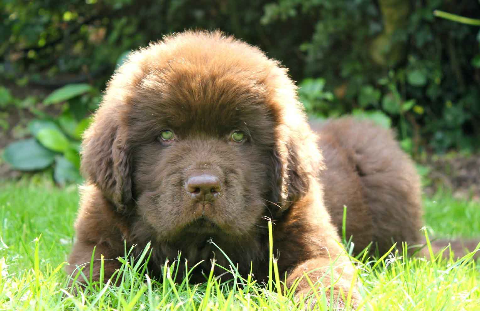 Newfoundland