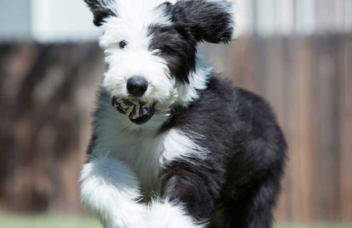 Old English Sheepdog