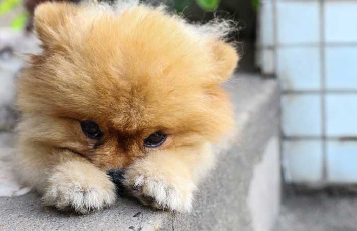 Pomeranian