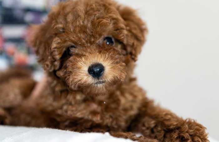 Are these puppies for real?