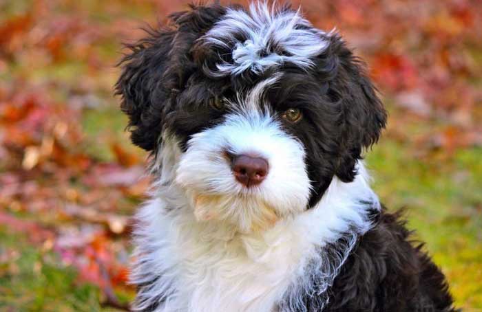 Portuguese Water Dog
