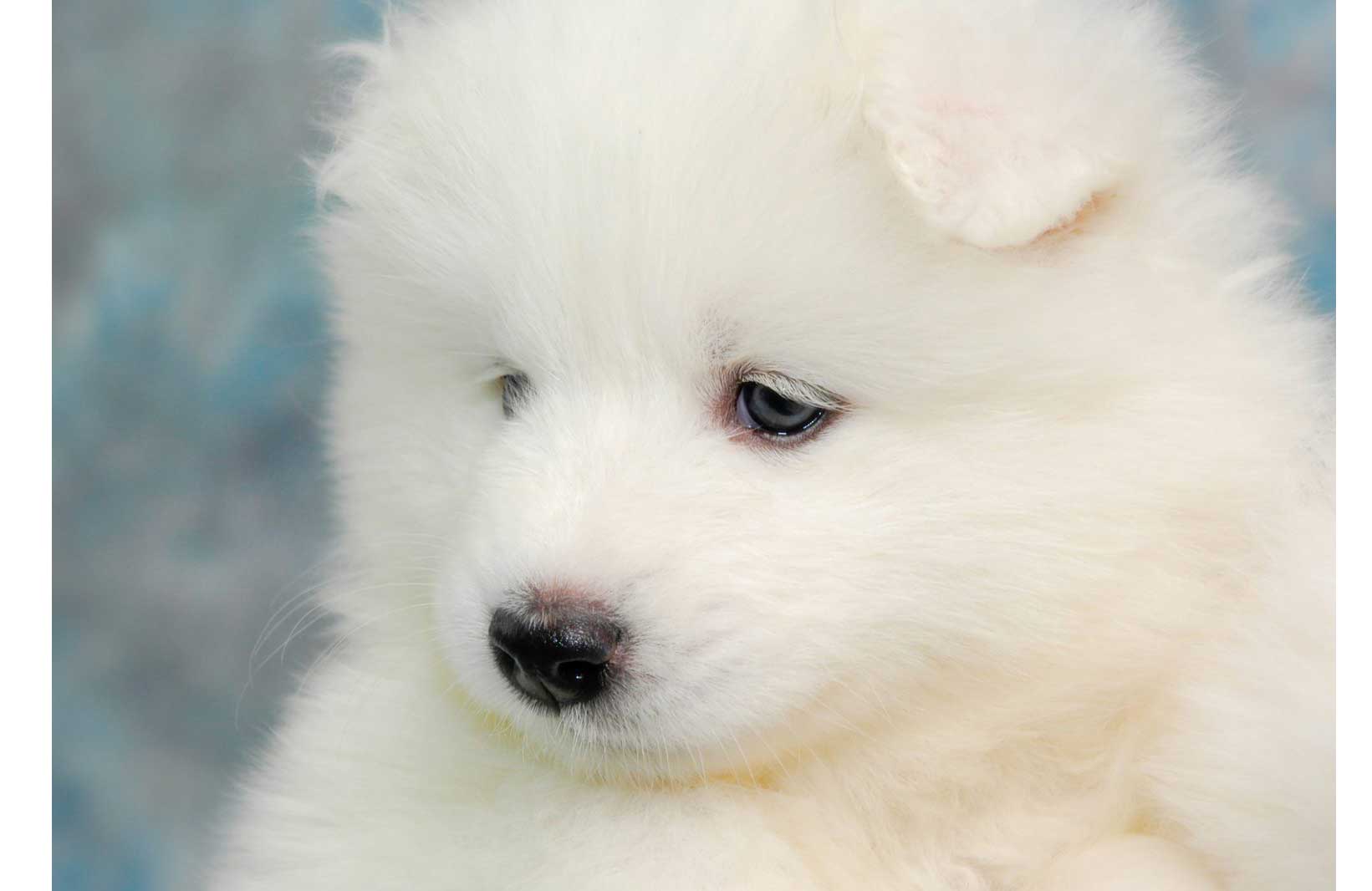 Samoyed