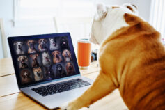 10 greatest dogs of the internet
