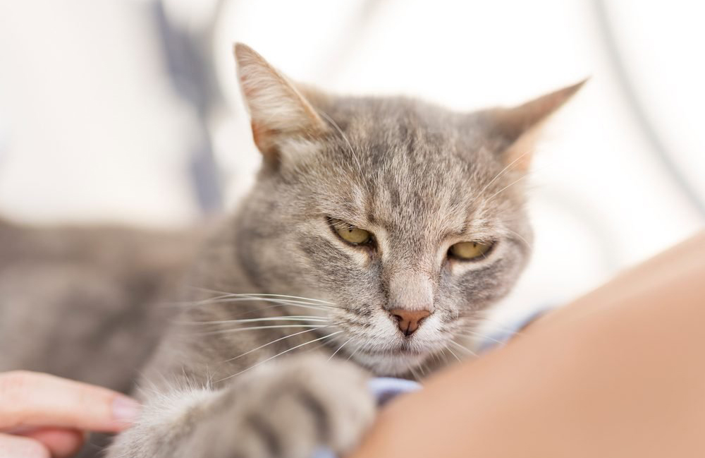 How smart is your cat?