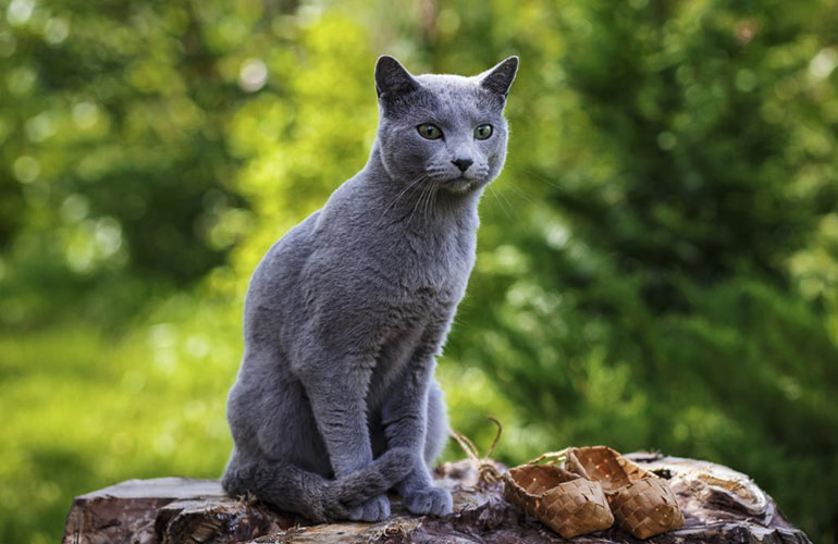 1. Russian blue