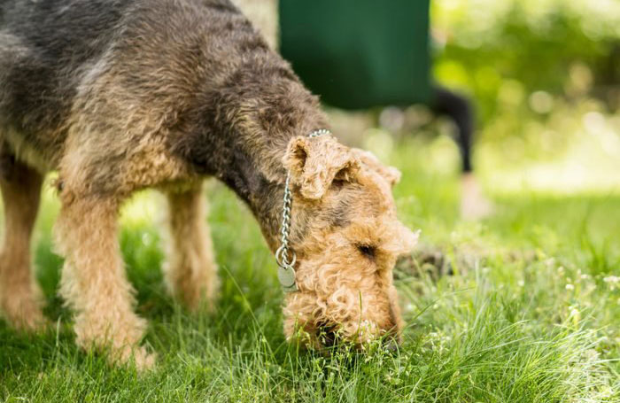 Dogs eat grass because they’re feeling sick