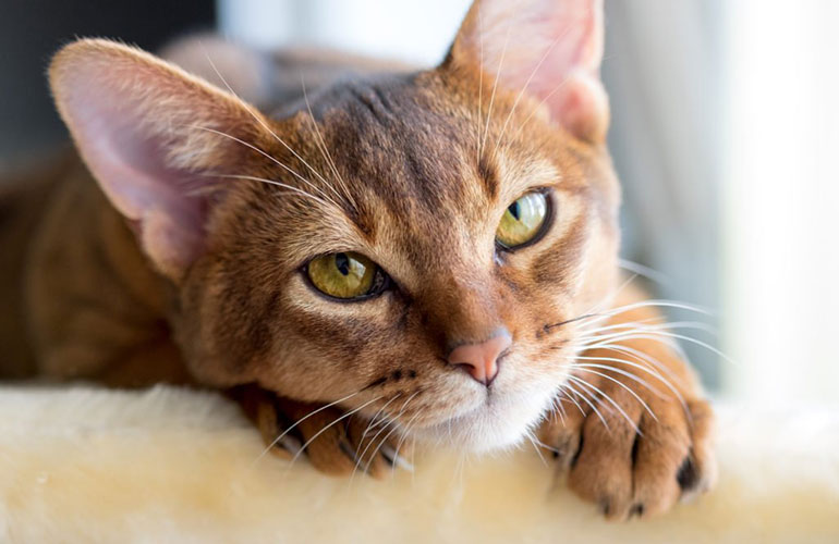 2. Abyssinian