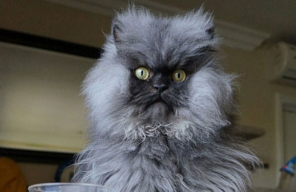 Colonel Meow