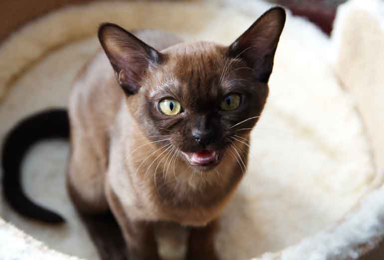 What are some signs your cat doesn’t like being kissed?