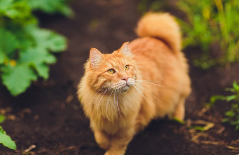 5. American bobtail